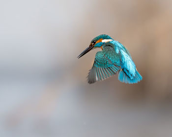 Full length of kingfisher flying outdoors