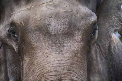 Close-up of elephant