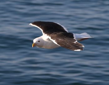 Seagull flying over sea