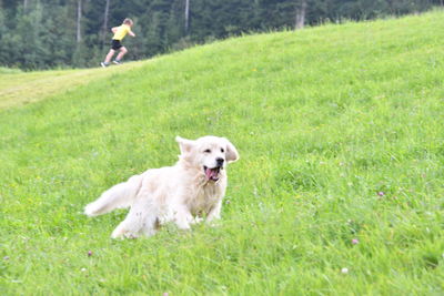 Dog running on field