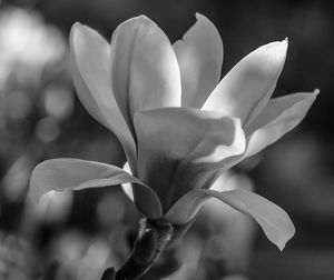 Close-up of flowering plant