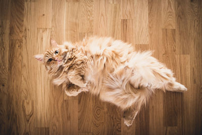 High angle portrait of a cat