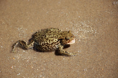 Turtle on sand