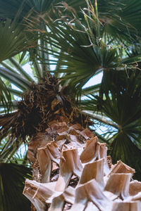 Low angle view of coconut palm tree