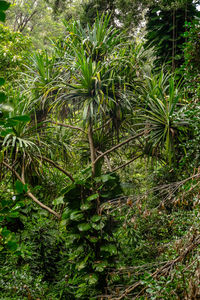 Close-up of trees in forest