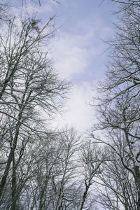 Low angle view of bare trees against sky