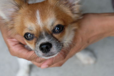 Portrait of person holding dog