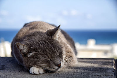 Close-up of cat sleeping on retaining wall against sea and sky