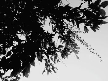 Low angle view of tree branches against clear sky