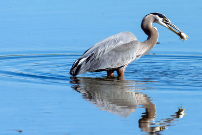 Bird in lake