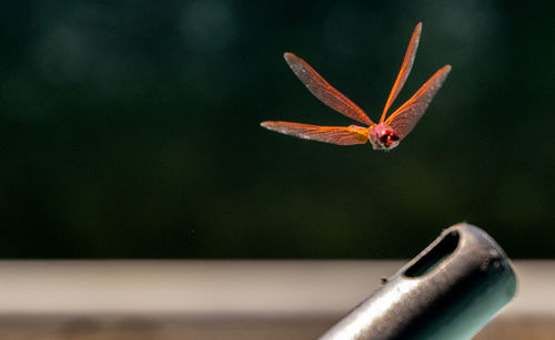 Close-up of butterfly on leaf