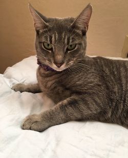 Close-up portrait of tabby cat sitting on bed