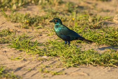 Bird perching on a land