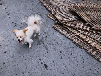 High angle view of dog on street