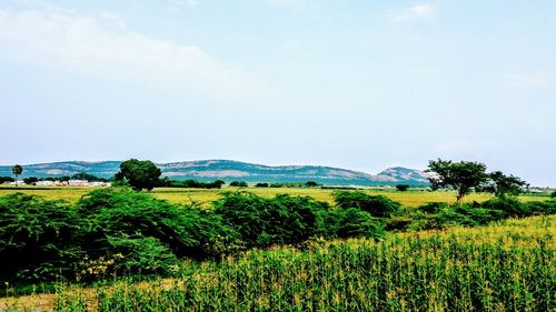 Scenic view of field against sky