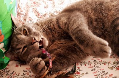 Cat lying on bed