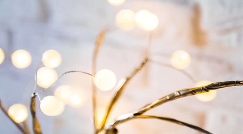 Close-up of illuminated plants against blurred background