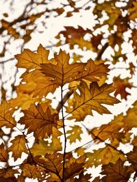 Close-up of maple leaves on tree