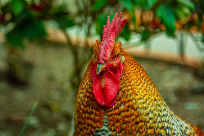 Close-up of rooster