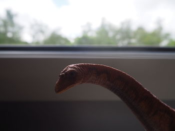 Close-up of an animal seen through glass window