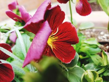 Close-up of flowers blooming outdoors