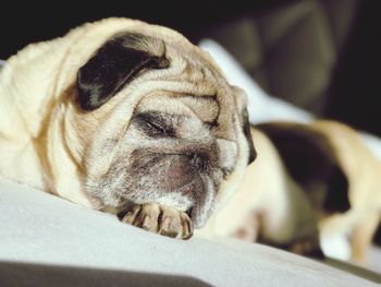 Close-up of a dog sleeping