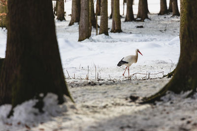 View of birds on snow covered land