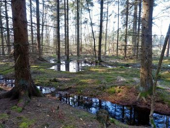 Scenic view of forest against sky