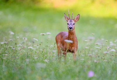 View of an animal on field