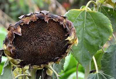 Close-up of insect on leaf