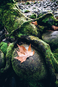 Close-up of autumnal leaves on rock