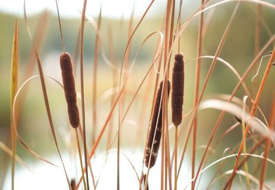 Close-up of plant against blurred background