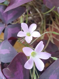 Close-up of pink flowering plant