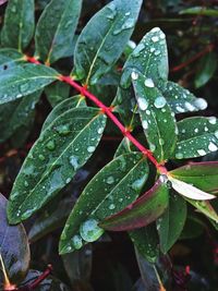 Close-up of wet plant during rainy season