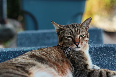 Close-up portrait of tabby cat