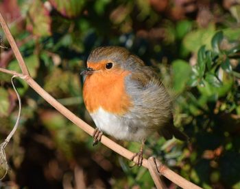 Close-up of bird perching on branch