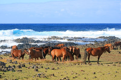 Horses in the sea