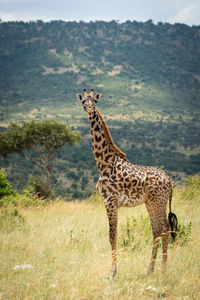 Masai giraffe stands eyeing camera on hillside