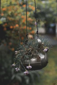 Close-up of flower hanging on tree