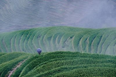 Person on tea crop field