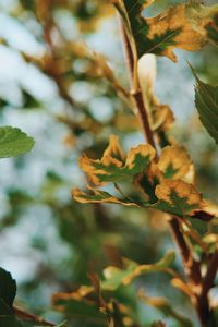 Close-up of leaves on tree