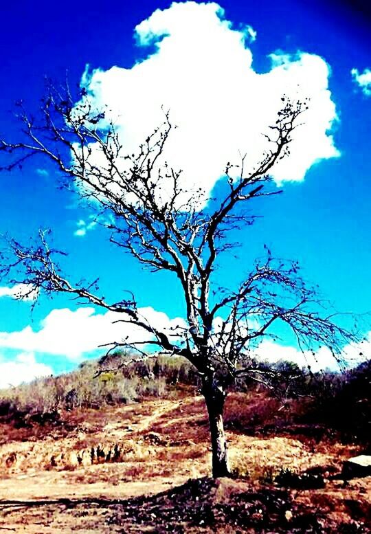 blue, tree, sky, tranquility, bare tree, tranquil scene, landscape, nature, beauty in nature, scenics, low angle view, branch, non-urban scene, sunlight, cloud, rock - object, mountain, remote, tree trunk, day