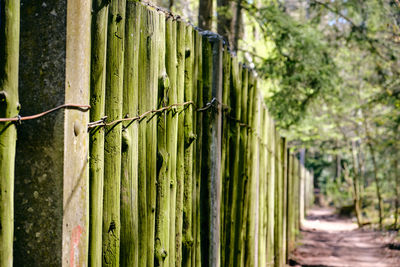 Close-up of bamboo fence