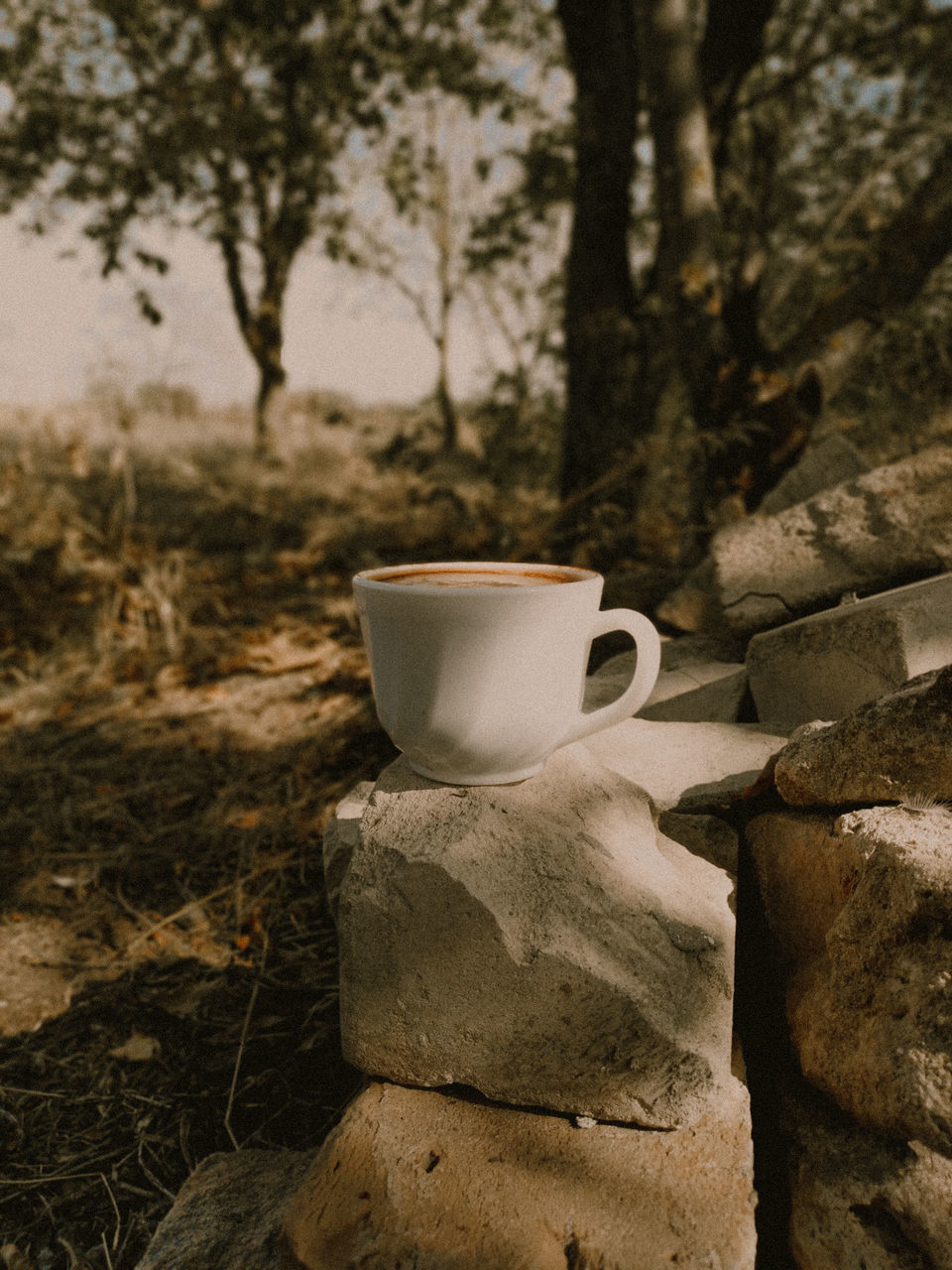 COFFEE CUP ON ROCK BY TREES