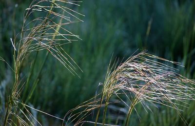 Close-up of plant against blurred background