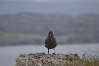 Seagull perching on rock