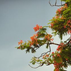 Low angle view of flowers against clear sky