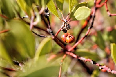 Close-up of red flowering plant