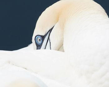 Close-up of white hat on bed against black background