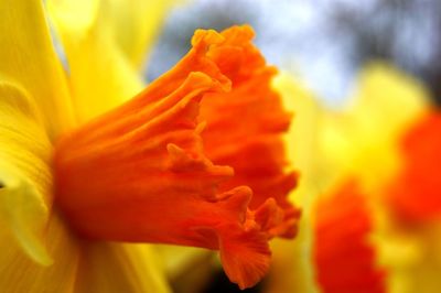 Close-up of yellow flower